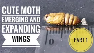 Hatching Video: Cute Moth Emerging and Expanding Wings | Part 1