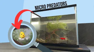 I Simulated a Tiny Ecosystem filled with Predators for 100 Days! (No-Filter)