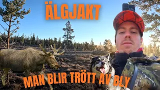 Älgjakt med Jämthund i 4K | Swedish Moose Hunting in Northern Sweden with Swedish Moose Dog in 4K