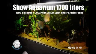 Show Aquarium 1700 l in 4K  -   www.santaremdiscusplus.com / AtumSpot and Paraiso Pleco