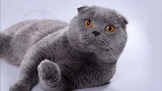 Самая популярная кошка! Шотландская вислоухая кошка. Породы кошек!