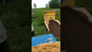 Заселения пойманного роя пчел в улий