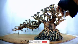 How to Make an Aquascaping Bonsai Senggani Root - Bonsai for Aquarium