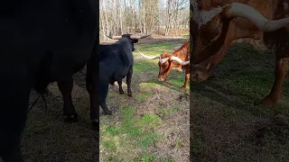 longhorn bull getting denied