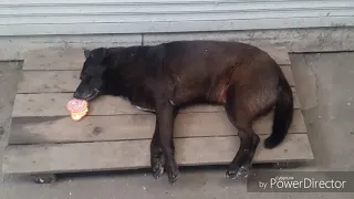 Собака спит на колбасе. Когда жизнь удалась.