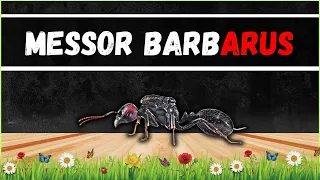 MA COLONIE DE MESSOR BARBARUS