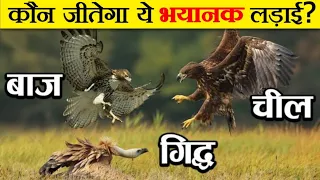 क्या होगा जब लड़ेंगे आसमान के 3 महादानव | Eagle vs Hawk vs Vulture Fight | कौन है सबसे खतरनाक?