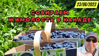 Собираем жимолость в Канаде. Сбор жимолости. Оригинальные рецепты из жимолости.