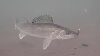 Mud Flat WALLEYES! Ice Fishing with UNDERWATER Camera (Mille Lacs Lake)