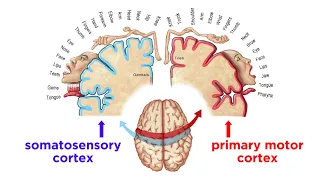 The Sensorimotor System and Human Reflexes