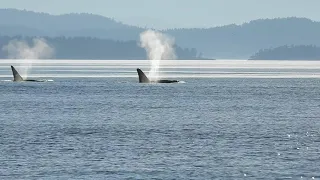 T18s and T19s - Transient Killer Whales