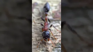 Tetraponera rufonigra - Arboreal Stinging Ant