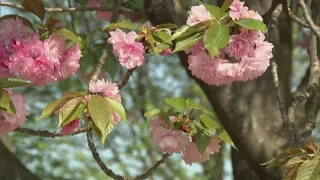 Study: Dallas is worst city in Texas for pollen allergens, 2nd in U.S.