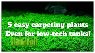 5 Easy Low-Tech Carpeting Plants For Your No Co2 Aquascape