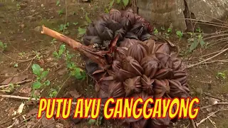 PUTU AYU GANGGAYONG | JEJAK SI GUNDUL (22/09/21)