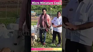 Cute little  micro miniature cows playing in the farm nadipathy goshala yeleswaram#trending #yt