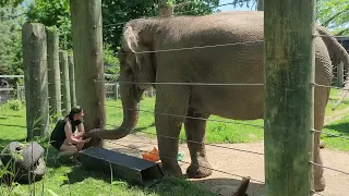 Emily the Elephant plays her Drums at Buttonwood Park Zoo New Bedford Mass