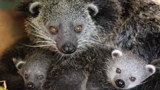 ZooBorns Australia! Episode 8 - Binturong Joeys