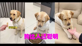 狗子：虽然我不是人，但你是真的狗#拉布拉多犬 #拉布拉多 #神犬 #狗狗 #肉肉说了算