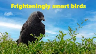 Crows are smarter than children in many ways