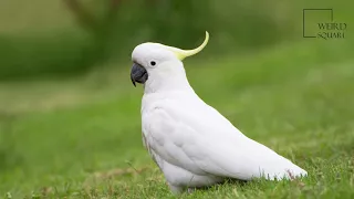 Interesting facts about sulphur crested cockatoo by  weird square