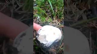 Если бы не снял это на камеру, никто бы не поверил.  #mushroom #лес #грибы