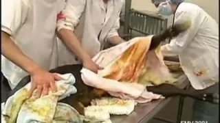 C-section in cow