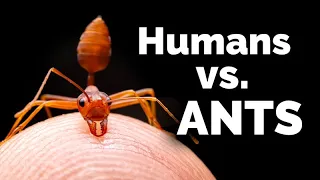 CARTA: Exploring Social Complexity: Humans vs. Ants