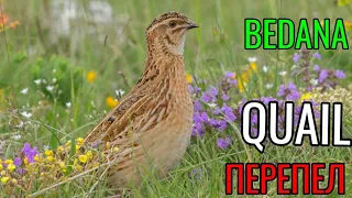 🔊ГОЛОС (МАНОК) ПЕРЕПЕЛ ПРИЗЫВ || QUAIL SOUND || Bıldırcın || БЕДОНА