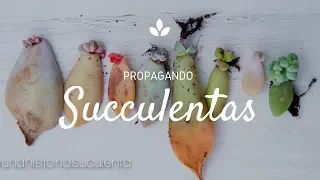 How to propagate succulents from leaves step by step