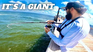 I Can't Believe We Landed This GIANT PIER Fish! + Catch&Cook
