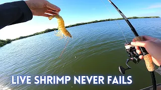 Live Shrimp Catches Variety of Florida Fish with a RIVER MONSTER SIGHTING on Gheenoe