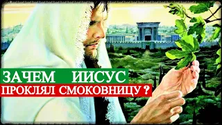 Зачем Иисус проклял Смоковницу?