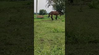 ДЖОКЕР ПОНТИ ПОКАЗУЄ ПЕРЕД КОБИЛАМИ😎