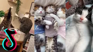 Cute cat Video🥰  funny Tiktok Compilation (2021)Ep.5