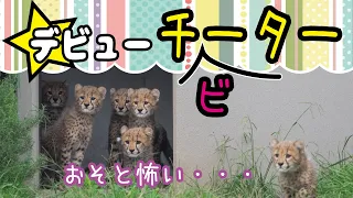 チーターの６つ子ちゃんが展示場デビュー【千葉市動物公園】