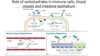 Role of Carbohydrates in Immune cells, Blood vessels, and Intestine endothelium #Code: 532