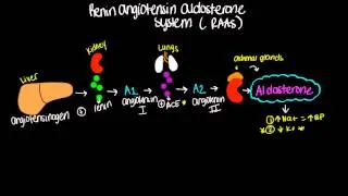 Renin Angiotensin Aldosterone System (RAAS) - Short and sweet!