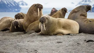 walrus | What is an interesting fact about Walruses?