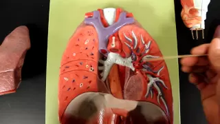 RESPIRATORY SYSTEM ANATOMY: Larynx to lung model