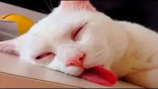 Funny cats sleeping in weird positions || New video 2017