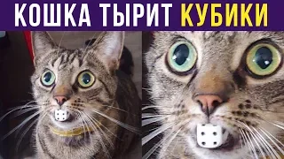 Приколы с котами. КОШКА ТЫРИТ КУБИКИ | Мемозг #168