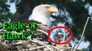 Hawk raised by Eagles - The complete Story