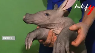 Amazing Facts You Should Know About Animal Aardvark