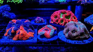 How to Target Feed Coral in Your Reef Tank (Reef Roids)