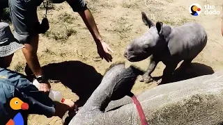 Baby Rhino Protects Mother and Supervises Her Care | The Dodo