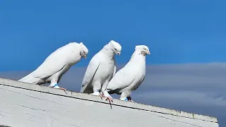 Андижанские голуби. полет голубей .Марданы 09.03.2024
