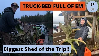 Moose Sheds in the Rain -- Maine Moose Shed Hunting 2021 -- Beyond the Boundaries EP 09