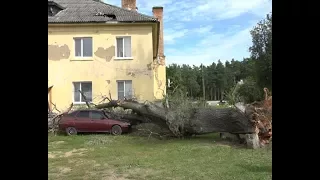 в Красной Поляне старое дерево упало на автомобиль