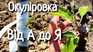 ЩЕПЛЕННЯ БРУНЬКОЮ / ОКУЛІРОВКА ДЕРЕВ